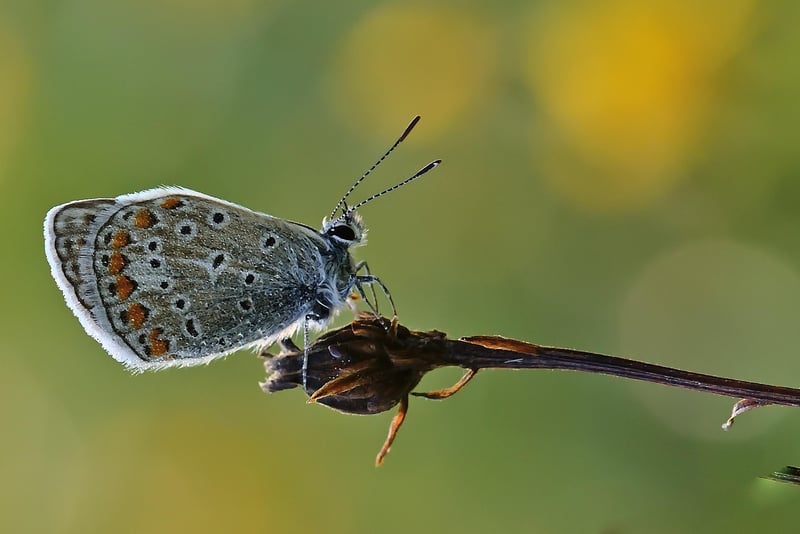 Delicate Details